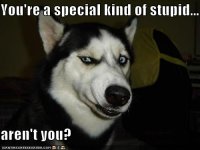 stupid.jpg