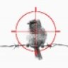 BirdOnAWire
