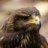 hawk09042000